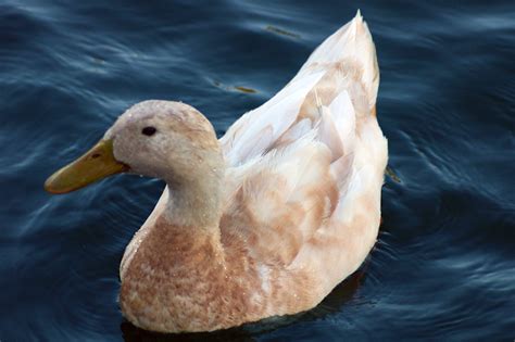 female orpington duck